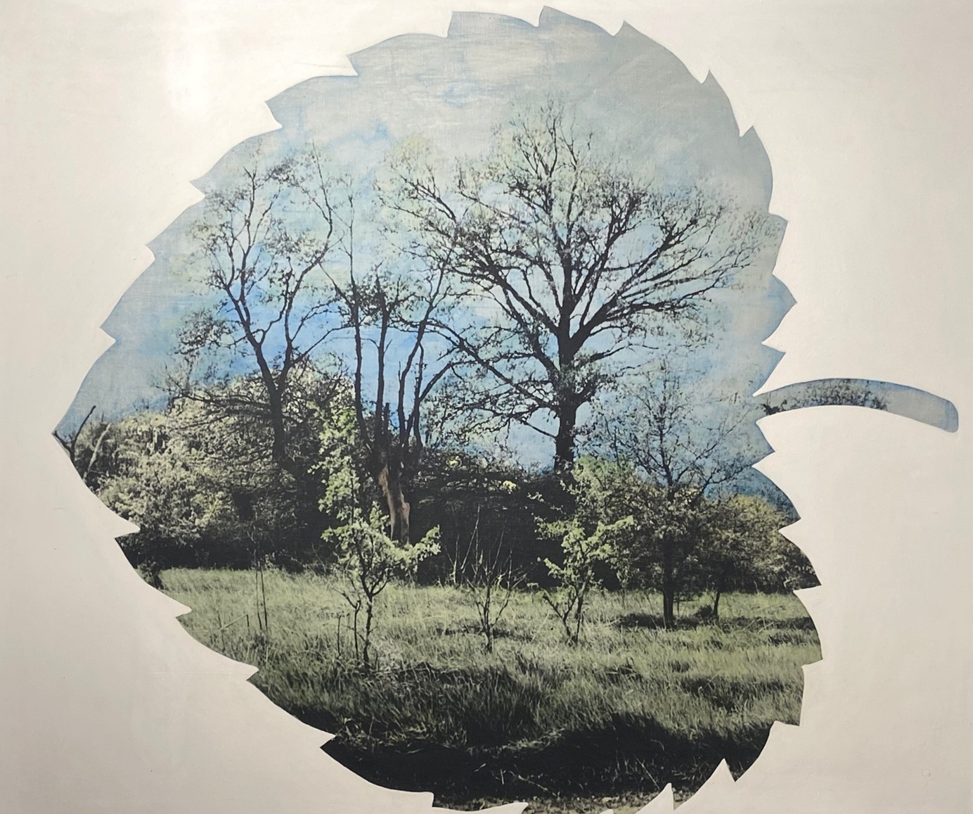 Jana Želibská: Krajina list II.